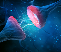 Grafische Darstellung einer Synapse